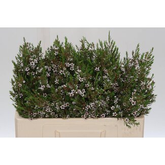 Freshy Chamelaucium Uncinatum Waxflower “Snow Flake” | Kleur: Wit | Lengte ± 50 centimeter | Gewicht ± 35 gram per tak | Per 25 stelen