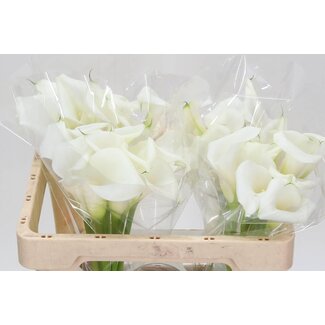 Freshy Zantedeschia Calla “Art” | Kleur: Wit | Lengte ± 50 centimeter | Per 10 stelen
