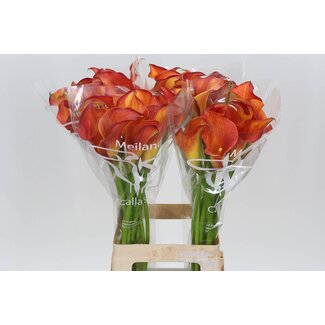 Freshy Zantedeschia Calla “Captain Trinity” | Kleur: Rood | Lengte ± 70 centimeter | Per 10 stelen