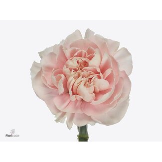 Freshy Hollandse Anjer “Altair” | Kleur: Roze | Lengte ± 60 centimeter | Per 20 stelen