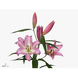 Freshy Lelie Oriental Aqua x Trompet Lelie “Master” | Kleur: Paars | 2 bloemen | Lengte ± 85 centimeter | Per 10 stelen