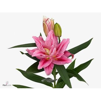 Freshy Lelie Oriental Aqua RL “Viola” | Kleur: Roze | Lengte ± 75 centimeter | Per 10 stelen