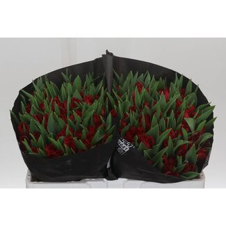 Freshy Gefranjerde Tulp “Indiana” | Kleur: Rood | Lengte ± 37 centimeter | Gewicht ± 34 gram per tak | Per 50 stelen