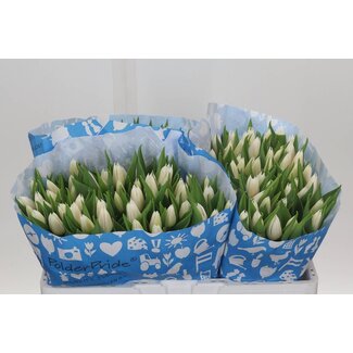 Freshy Enkelbloemige Tulp “Dutch Mountain” | Kleur: Wit | Lengte ± 37 centimeter | Gewicht ± 36 gram per tak | Per 50 stelen