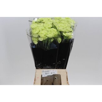 Freshy Lange Anjer “Marty” | Kleur: Groen | Lengte ± 70 centimeter | Per 20 stelen