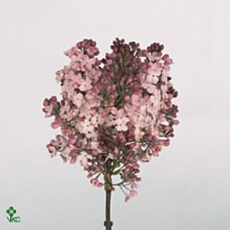 Freshy Sering Hybrida “Maidens Blush” | Kleur: Paars | 4 koppen | Lengte ± 50 centimeter | Per 10 stelen