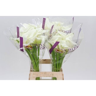 Freshy Zantedeschia Calla “Art” | Kleur: Wit | Lengte ± 65 centimeter | Per 10 stelen