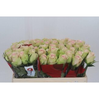 Freshy Grootbloemige Roos “Trivia” | Kleur: Roze | Lengte ± 50 centimeter | Per 20 stelen