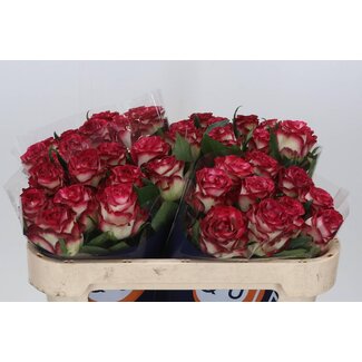 Freshy Grootbloemige Roos “Ducati” | Kleur: Rood | Lengte ± 70 centimeter | Per 20 stelen