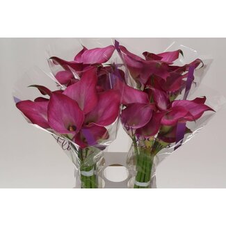 Freshy Zantedeschia Calla “Fantasia” | Kleur: Paars | Lengte ± 70 centimeter | Per 10 stelen