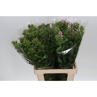 Freshy Phlox Paniculata “Kiki” | Kleur: Paars | Lengte ± 70 centimeter | Per 10 stelen