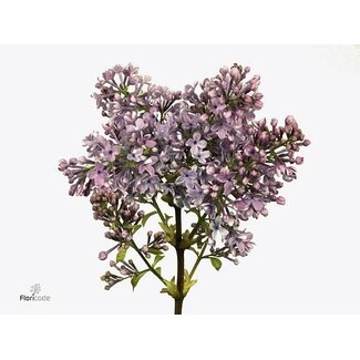 Freshy Sering Vulgaris “Hugo Koster” | Kleur: Paars | 4 koppen | Lengte ± 50 centimeter | Per 10 stelen