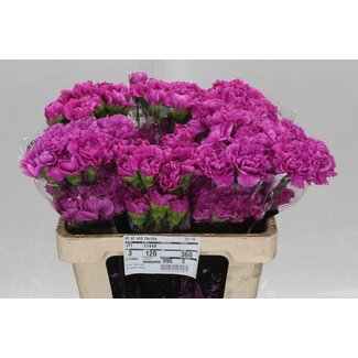 Freshy Korte Anjer “Farida” | Kleur: Roze | Lengte ± 55 centimeter | Per 20 verse bloemen