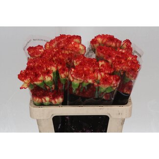 Freshy Korte Anjer “Zenit” | Kleur: Rood | Lengte ± 55 centimeter | Per 20 verse bloemen