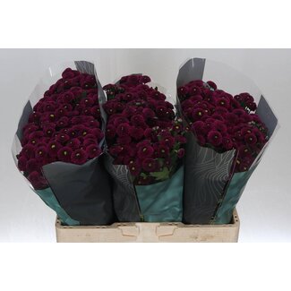 Freshy Chrysanthemum Chrysant Santini “Purpetta” | Kleur: Paars | Lengte ± 55 centimeter | Per 25 stelen verse bloemen