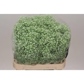 Freshy Gypsophila Gipskruid Kleurbehandeld “Xlence” | Kleur: Licht Groen | Lengte ± 80 centimeter | Per 25 stelen verse bloemen