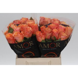 Freshy Roos “Olympus” | Kleur: Oranje | Lengte ± 40 centimeter | Per 20 verse bloemen