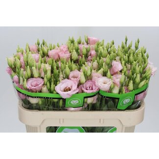 Freshy Eustoma Lisianthus Gevuld “Lisanne Light Pink” | Kleur: Roze | Lengte ± 70 centimeter | Per 10 stelen verse bloemen