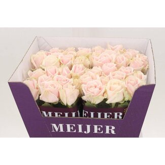 Freshy Roos “Sweet Avalanche” | Kleur: Roze | Lengte ± 60 centimeter | Per 10 verse bloemen