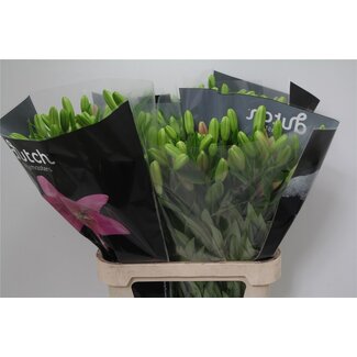 Freshy Lelie Longiflorum x Aziatische Lelie Aqua “Brindisi” | Kleur: Roze | Lengte ± 90 centimeter | Per 10 stelen verse bloemen