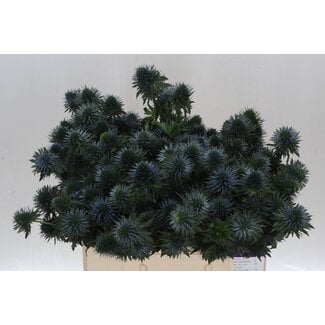 Freshy Eryngium Kruisdistel “Scorpius Questar” | Kleur: Blauw | Lengte ± 50 centimeter | Per 10 verse bloemen