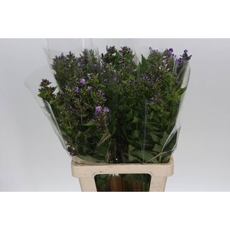 Freshy Phlox P Crissy