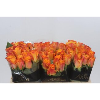 Freshy Roos “Marie-claire” | Kleur: Geel Oranje | Lengte ± 50 centimeter | Per 20 verse bloemen