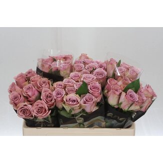 Freshy Rosa Pillow Talk