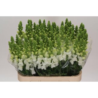 Freshy Antirrhinum Antibes White