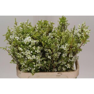 Freshy Exochorda “Magical Springtime” Biologisch | Kleur: Wit | Lengte ± 80 centimeter | Per 10 verse bloemen