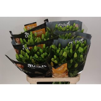 Freshy Lelie Longi x Aziatic Aqua Double Love