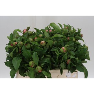 Freshy Paeonia Pioenroos “Soft Salmon Saucer” | Kleur: Roze | Lengte ± 55 centimeter | Per 10 verse bloemen