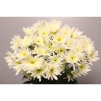 Freshy Troschrysant Chrysanthemum “Delian White” | Kleur: Wit | Lengte ± 70 centimeter | Per 10 stelen verse bloemen