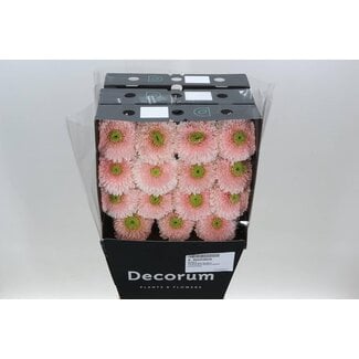 Freshy Ge Aqua .racket Gr Terra Himalia