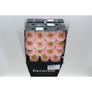 Freshy Gerbera Gr Aqua “Terra Himalia” | Kleur: Roze | Lengte ± 45 centimeter | Per 15 verse bloemen