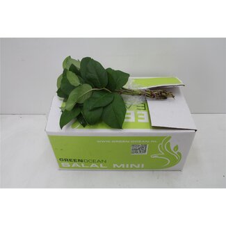 Freshy Salal Mini x25 (p. bos)