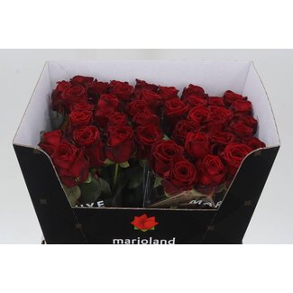 Freshy Rosa Red Naomi