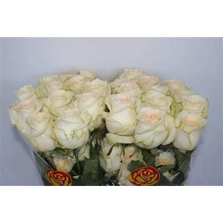 Freshy Grootbloemige Roos “Candlelight” | Kleur: Geel | Lengte ± 60 centimeter | Herkomst Ecuador | Per 25 verse bloemen