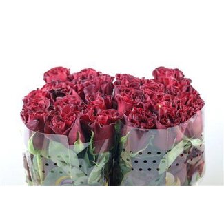 Freshy Roos “Hearts” | Kleur: Rood | Lengte ± 50 centimeter | Per 25 verse bloemen