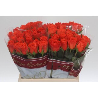 Freshy Roos “Patz” | Kleur: Oranje | Lengte ± 40 centimeter | Per 20 verse bloemen