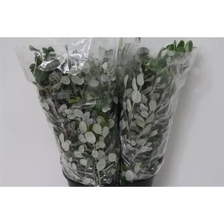 Freshy Pittosporum Ralphii | Kleur: Groen | Lengte ± 60 centimeter | 400 gram per bos | Per 5 bossen