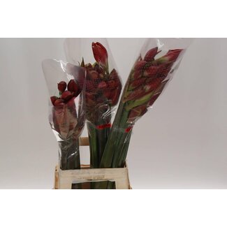 Freshy Amaryllis Ridderster | Kleur: Gemengde Kleuren | Lengte ± 70 centimeter | Per 10 verse bloemen