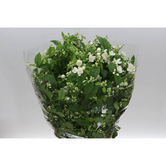 Freshy Philadelphus 200gr (p. bos)