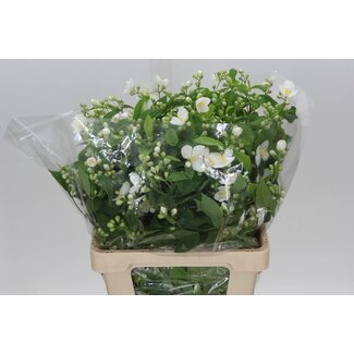 Freshy Philadelphus 200gr (p. bos)