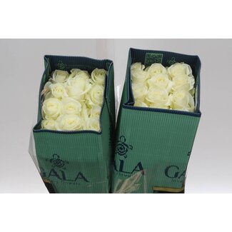 Freshy Grootbloemige Roos “Polarstar” | Kleur: Wit | Lengte ± 40 centimeter | Herkomst Ecuador | Per 25 verse bloemen