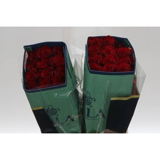 Freshy Grootbloemige Roos “Born Free” | Kleur: Rood | Lengte ± 40 centimeter | Herkomst Ecuador | Per 25 verse bloemen