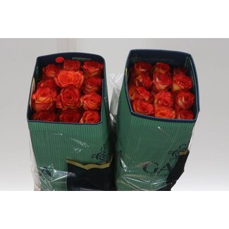 Freshy Grootbloemige Roos “High & Magic” | Kleur: Geel | Lengte ± 40 centimeter | Herkomst Ecuador | Per 25 verse bloemen