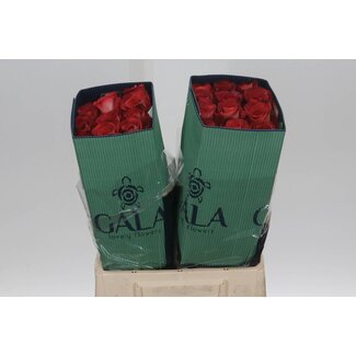 Freshy R Eq Leonidas