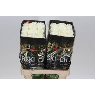 Freshy Grootbloemige Roos “Playa Blanca” | Kleur: Wit | Lengte ± 60 centimeter | Herkomst Ecuador | Per 25 verse bloemen