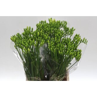 Freshy Enkelbloemige Freesia “White River” | Kleur: Wit | Lengte ± 52 centimeter | Per 50 verse bloemen